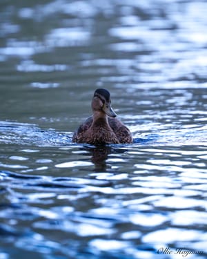 Mallard Hen