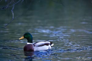 Mallard Drake
