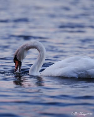 Swan dive