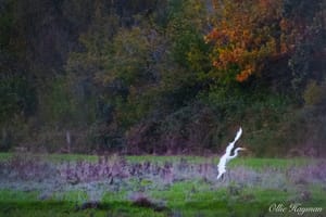 Little Egret Landing