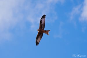 Red Kite Soaring
