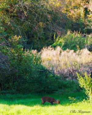 Muntjac Deer grazing