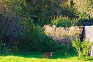 Muntjac Deer looking from the shade