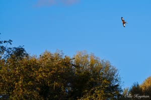 Red Kite above the trees