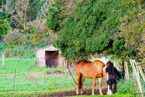 Horses in love