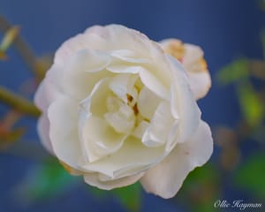 First attempt at Macro Photography