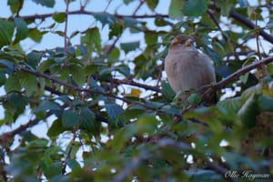 Sparrow on the thorns