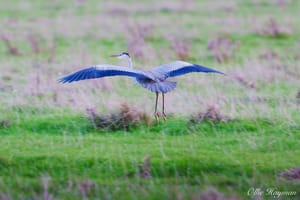 Grey Heron taking flight