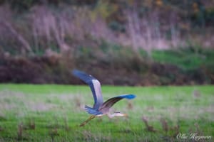 Grey Heron flying low