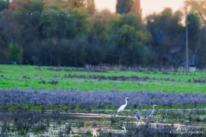Great Egret and heron's